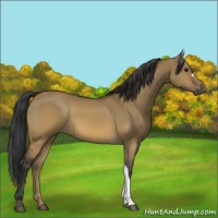 Horse Color:Brown Dun 