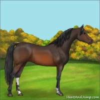 Horse Color:Brown 