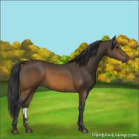 Horse Color:Brown 