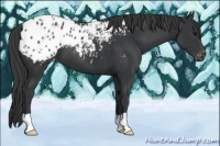 Horse Color:Black Appaloosa 