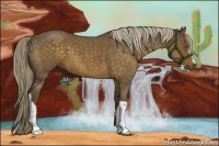 Horse Color:Chocolate Palomino Roan 