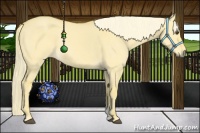 Horse Color:Palomino Dun 