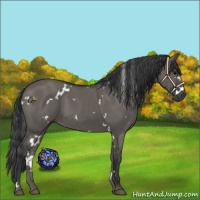 Horse Color:White Spotted Grullo 