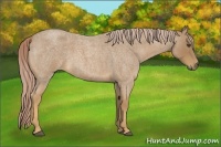 Horse Color:Palomino Roan 