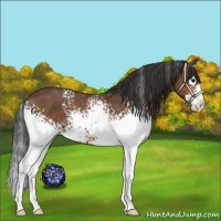 Horse Color:White Spotted Bay Splash 