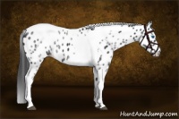 Horse Color:White Spotted Black Splash Tobiano Frame Appaloosa 