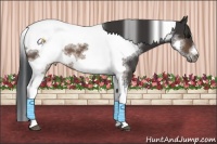 Horse Color:Brown Tobiano Frame 