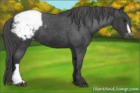 Horse Color:Black Appaloosa