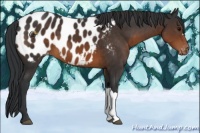 Horse Color:Brown Near Leopard 
