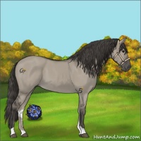 Horse Color:Smoky Grullo