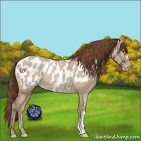 Horse Color:Classic Champagne Dun Appaloosa 