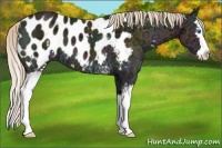 Horse Color:White Spotted Midnight Gold Cream Champagne Ice Onyx Splash Appaloosa 