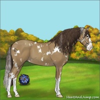 Horse Color:White Spotted Classic Champagne Splash 