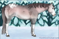 Horse Color:Blue Onyx Chinchilla Ice Splash Appaloosa Rabicano 