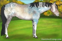 Horse Color:White Spotted Brown Ice Onyx Tobiano Appaloosa