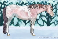 Horse Color:Buckskin Ice Pearl Onyx Tobiano 