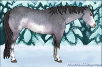 Horse Color:White Spotted Buckskin Chinchilla Frame 