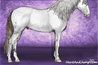Horse Color:White Spotted Midnight Liver Chestnut Near Fewspot