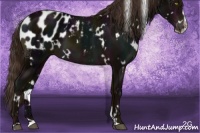 Horse Color:White Spotted Midnight Liver Chestnut Sabino Blanket 