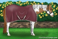 Horse Color:Chestnut Tobiano Frame Appaloosa 
