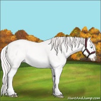 Horse Color:Smoky Creme Splash Rabicano