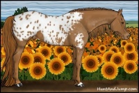 Horse Color:Chestnut Appaloosa 