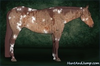 Horse Color:White Spotted Chocolate Brown Dun Sabino Rabicano Brindle 