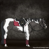 Horse Color:Black Tobiano 
