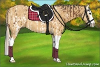 Horse Color:Bay Splash Appaloosa  and Palomino Dun Splash 