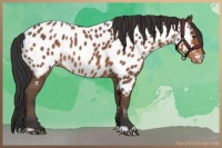 Horse Color:Bay Roan Appaloosa 