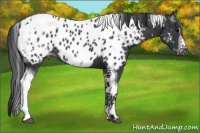 Horse Color:White Spotted Black Splash Tobiano Frame Appaloosa