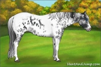 Horse Color:White Spotted Black Splash Tobiano Frame Appaloosa