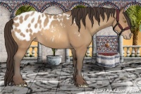Horse Color:Amber Champagne Appaloosa 