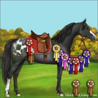 Horse Color:Liver Chestnut Appaloosa 