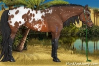 Horse Color:Bay Appaloosa