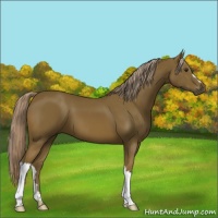 Horse Color:Chocolate Palomino 