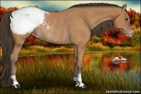 Horse Color:Bay Appaloosa Rabicano 
