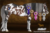 Horse Color:Black Splash Rabicano and Brown Splash Appaloosa