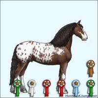 Horse Color:Bay Sabino Appaloosa 