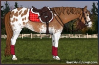 Horse Color:White Spotted Chestnut Appaloosa 