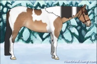 Horse Color:Bay Tobiano 
