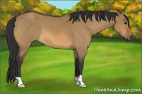 Horse Color:Bay Dun 
