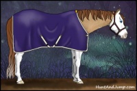 Horse Color:Red Dun Sabino Splash Appaloosa Rabicano