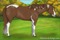 Horse Color:Gray Chestnut Splash Tobiano 