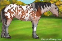 Horse Color:Brown Appaloosa  and Brown Appaloosa 
