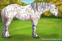 Horse Color:Brown Roan Appaloosa  and Brown Roan Splash Appaloosa 