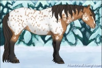 Horse Color:Bay Appaloosa 