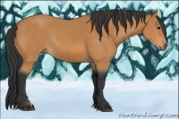 Horse Color:Bay Rabicano 