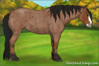 Horse Color:Gray Bay Roan Splash