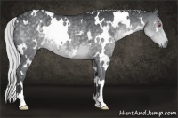 Horse Color:White Spotted Silver Black Chinchilla 